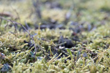 Yosun dokusu, kopyalama alanı olan arkaplan