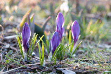 Güzel ilkbahar çiçekleri, timsahlar açar