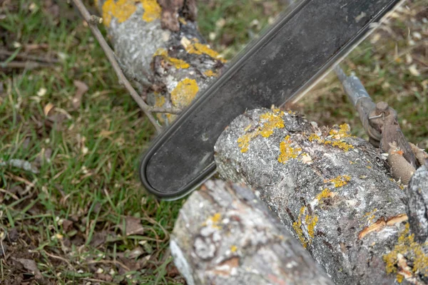 Homme Coupe Des Arbres Aide Une Tronçonneuse Électrique — Photo