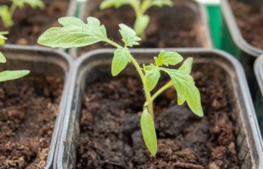 Topraktan çıkan genç domates bitkileri