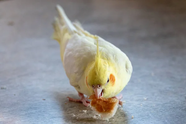 Corella papağanı hayat ekmeğini yer vahşi kuşları yer.