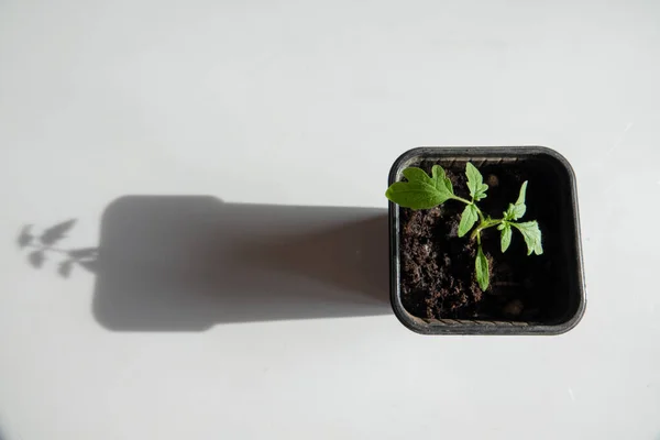 土から成長する若いトマトの植物 — ストック写真