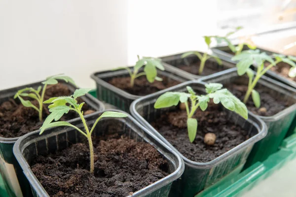 Рослини молодих помідорів, що ростуть з ґрунту — стокове фото