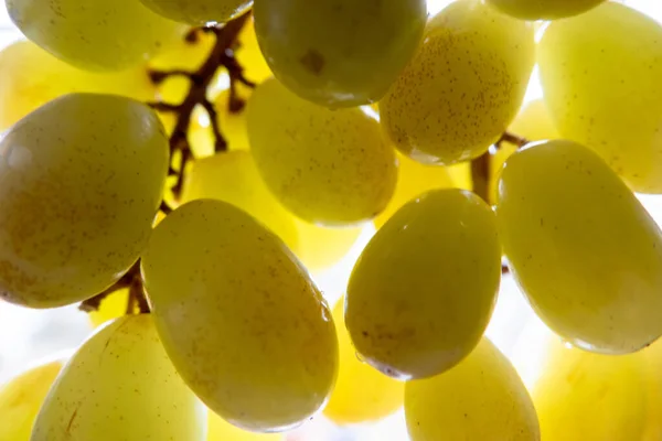 Frutos Frescos Brunch Uvas Verdes Uvas Maduras Los Rayos Luz — Foto de Stock