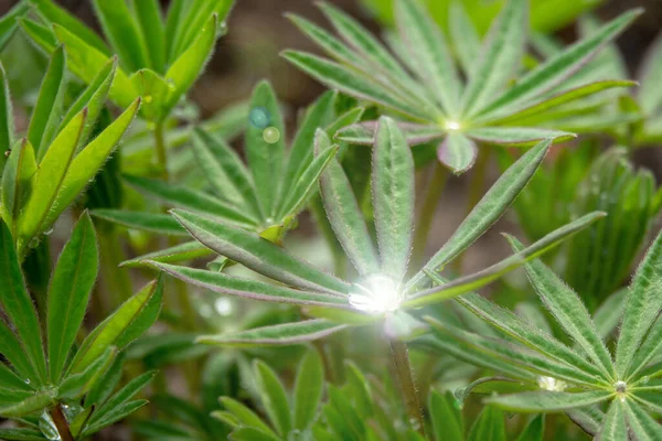Σταγόνες νερού, βροχής ή δροσιάς σε πράσινα φύλλα λούπινου, παρόμοιες με τους φοίνικες — Φωτογραφία Αρχείου