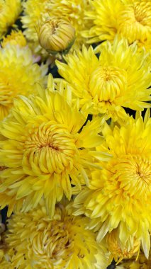 Çiçek açan güzel çiçeklerin yakın çekimi