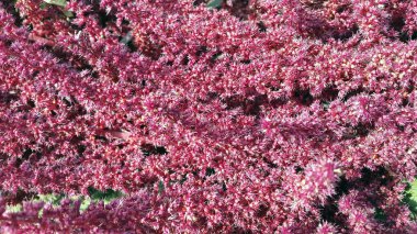 Çiçek açan güzel çiçeklerin yakın çekimi