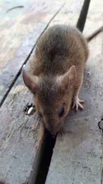 Şirin küçük fareye yakın çekim 