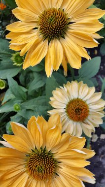 Çiçek açan güzel çiçeklerin yakın çekimi