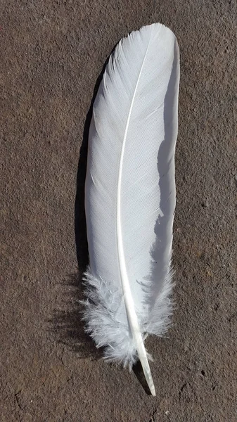 Closeup Feather Ground Top View — Stock Photo, Image