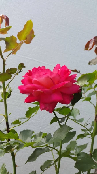 Närbild Skönhet Blommande Blomma — Stockfoto