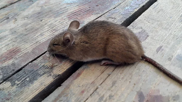 Nahaufnahme Der Niedlichen Kleinen Maus — Stockfoto