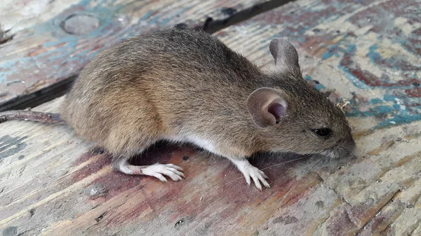 Nahaufnahme Der Niedlichen Kleinen Maus — Stockfoto