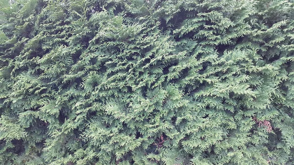 昼間の公園内の植物の眺め — ストック写真