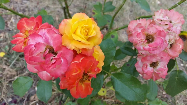 Nahaufnahme Schöner Blühender Blumen — Stockfoto