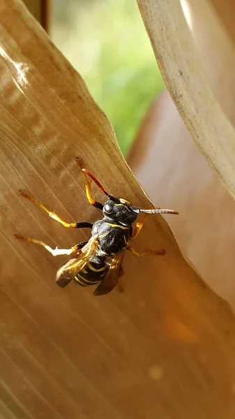 Großaufnahme Einer Wespe Die Tagsüber Auf Einer Pflanze Sitzt — Stockfoto