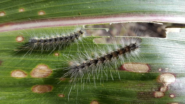 Closeup Caterpillar Plant Daytime — Stok fotoğraf