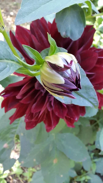 Closeup Beautiful Blossoming Flowers — Stock Photo, Image