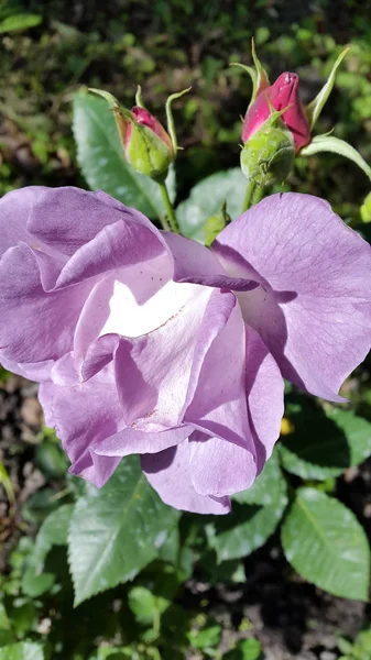 Closeup Beautiful Blossoming Flowers — Stockfoto