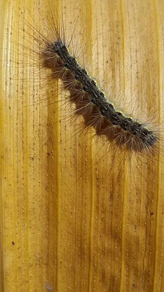Closeup Caterpillar Plant Daytime — Stok fotoğraf