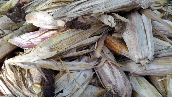 Closeup Dry Corns Pattern Agricultural Theme Background — Stok fotoğraf