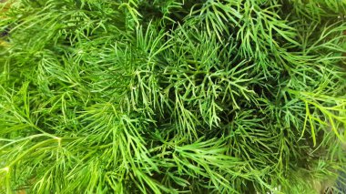 Gündüz vakti parktaki bitkilerin görüntüsü 