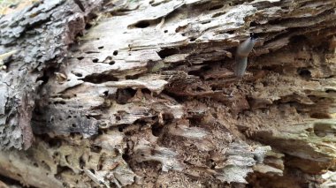 Closeup of grunge wooden pattern, vintage background