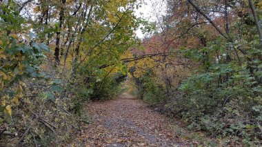 Gündüz vakti parktaki bitkilerin görüntüsü 