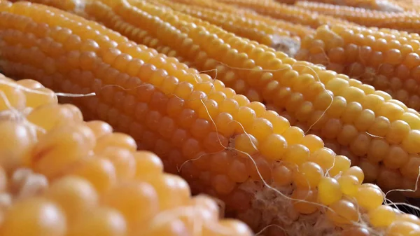 Closeup Dry Corns Pattern Agricultural Theme Background — Stok fotoğraf