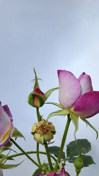 Closeup Beautiful Blossoming Flowers — Stockfoto