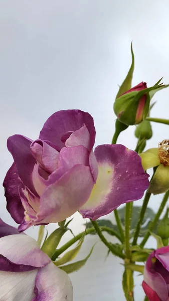 Gros Plan Belles Fleurs Fleurs — Photo