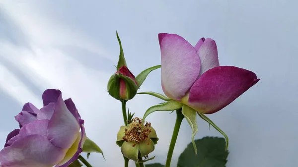 Closeup Beautiful Blossoming Flowers — Stockfoto