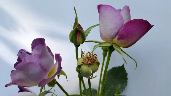 Zbliżenie Pięknych Kwitnących Kwiatów — Zdjęcie stockowe