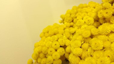 Çiçek açan güzel çiçeklerin yakın çekimi