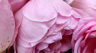 Çiçek açan güzel çiçeklerin yakın çekimi