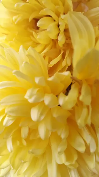 Крупним Планом Красиві Квіти — стокове фото