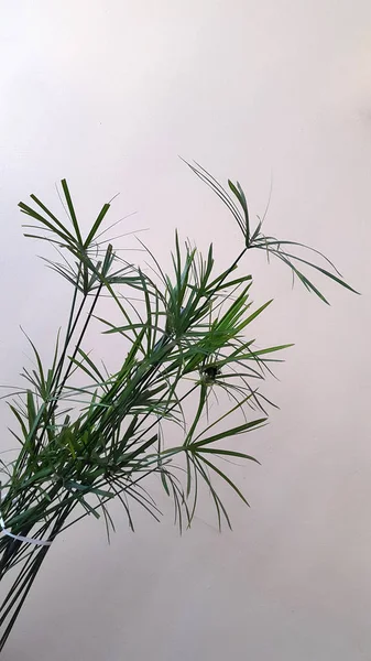 Nahaufnahme Von Grünen Pflanzen Auf Grauem Wandhintergrund — Stockfoto