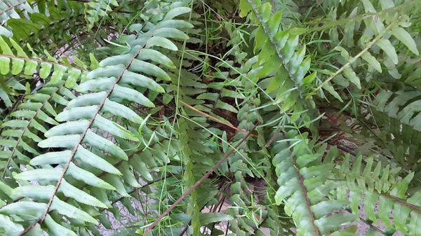 Vue Des Plantes Dans Parc Pendant Journée — Photo