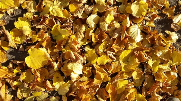 Closeup Dry Autumnal Leaves Floral Background — Stock Photo, Image
