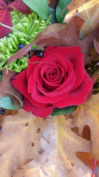 Nahaufnahme Der Schönheit Blühende Blume — Stockfoto