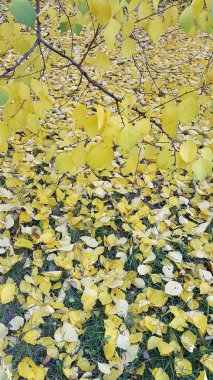 Gündüz vakti parktaki bitkilerin görüntüsü 