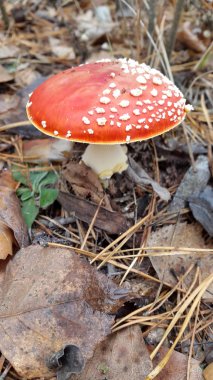 Gündüz vakti ormanda mantara yakın çekim 