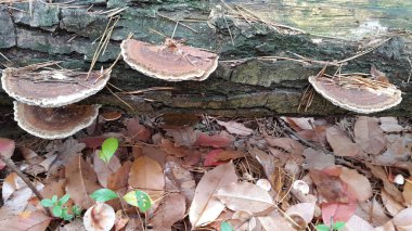 Gündüz vakti ormanda mantara yakın çekim 