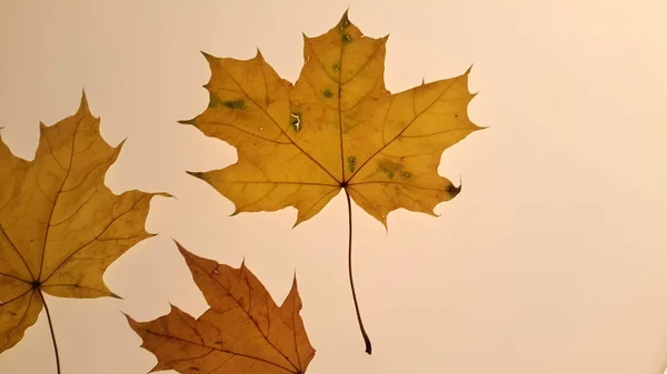 Nahaufnahme Von Trockenen Herbstblättern Blumigem Hintergrund — Stockfoto