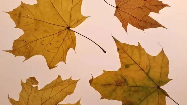 乾燥した秋の葉の閉鎖 花の背景 — ストック写真
