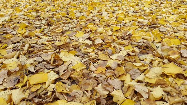 Closeup Dry Autumnal Leaves Floral Background — Stock Photo, Image