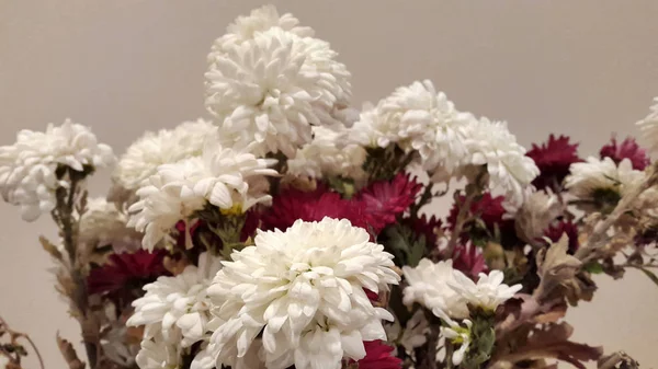 Closeup Beautiful Blossoming Flowers — Stockfoto