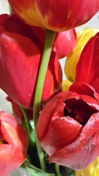 Tulipas. Tulipas vermelhas. Floração tulipa vermelha em um fundo cinza. Pos — Fotografia de Stock