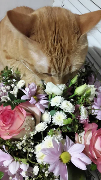 ¡Cat! Ginger cat huele flores. Tarjeta con un gato y flores. ¡Val! — Foto de Stock