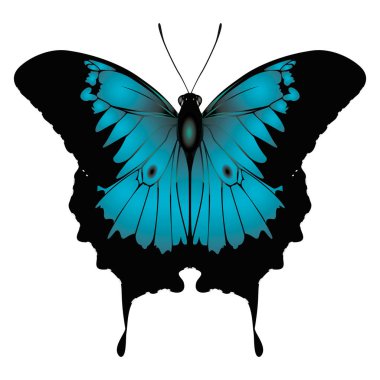 Kelebek. Beyaz arka planda mavi kelebek